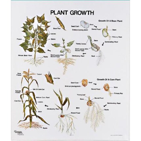 Charts/Posters, Plant Growth Mounted